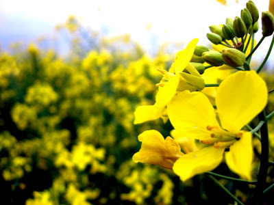 Resultado de imagem para flores amarelas
